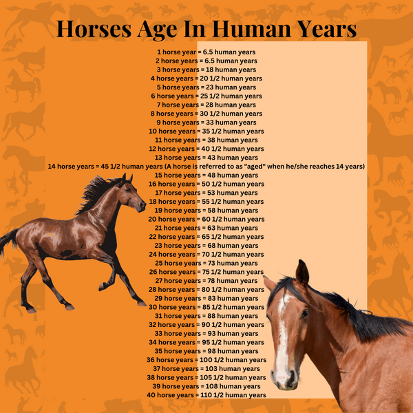 How Old Is Your Horse In Human Years?