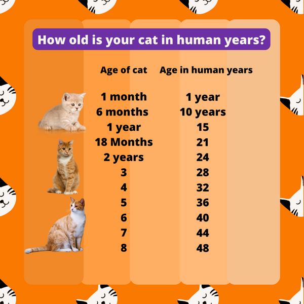 How Old Is Your Cat In Human Years? - Piccard Pet Supplies
