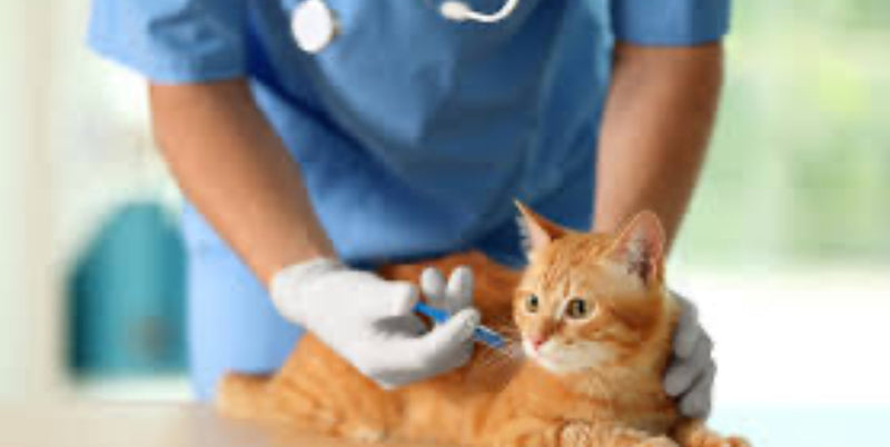 Kitten Vaccine Package 13-16 Weeks $55