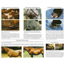 Banixx Horse & Pet Care Wounds and Infections Antifungal Spray 32 oz. Banixx