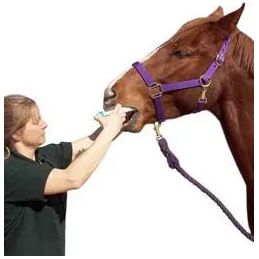 Durvet Apple Flavored Horse Wormer 1.87% Horse Bot Parasites Equine Wormer (x24) Durvet
