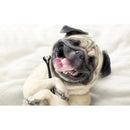 Petosan Dental Kit for Oral Care for Puppies USA Petosan
